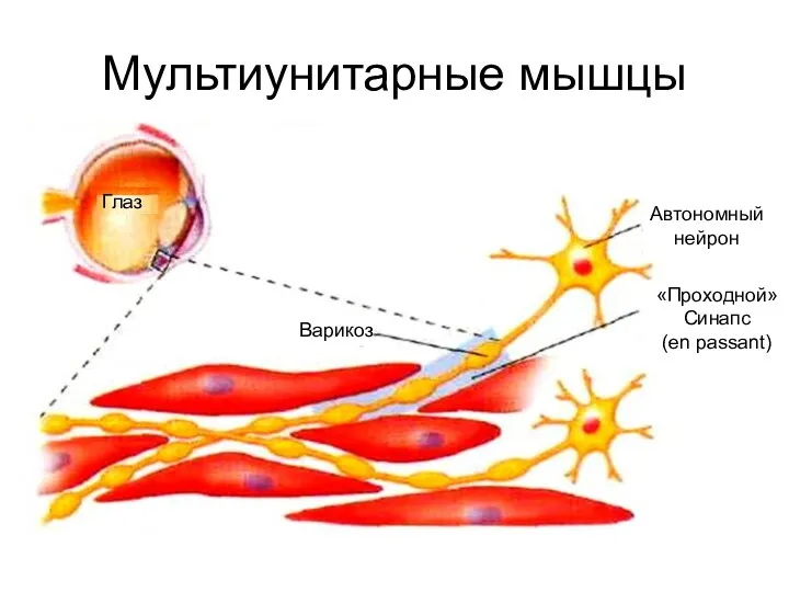 Мультиунитарные мышцы Глаз Варикоз Автономный нейрон «Проходной» Синапс (en passant)
