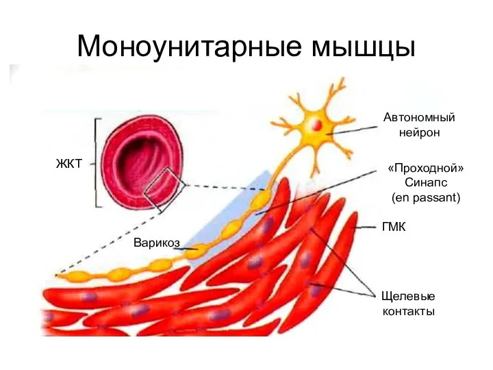 Моноунитарные мышцы ЖКТ Варикоз Автономный нейрон «Проходной» Синапс (en passant) Щелевые контакты ГМК