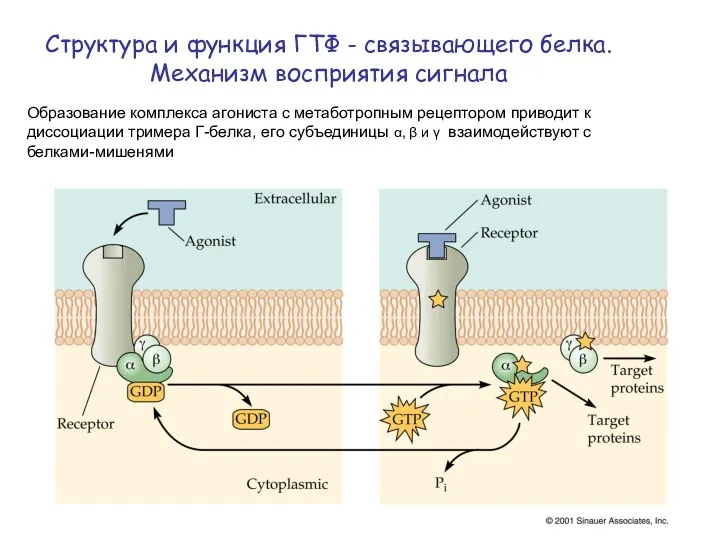 Структура и функция ГТФ - связывающего белка. Механизм восприятия сигнала Образование комплекса агониста