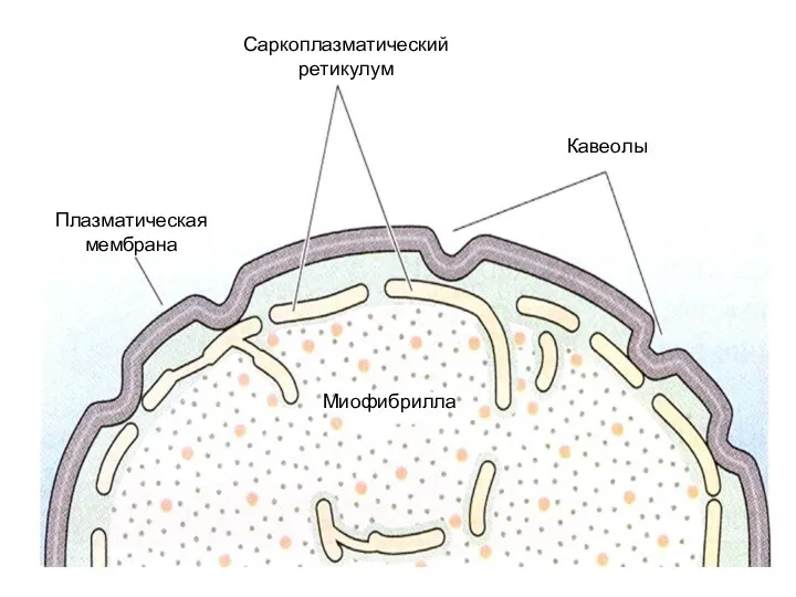 Саркоплазматический ретикулум Кавеолы Плазматическая мембрана Миофибрилла