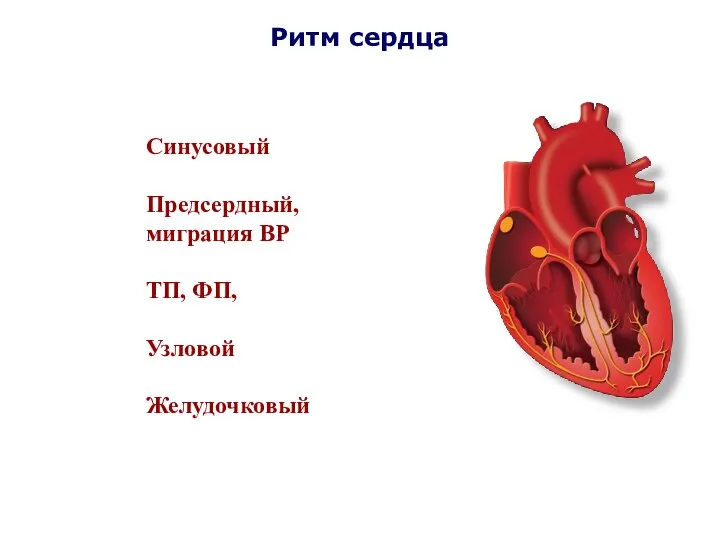 Ритм сердца Синусовый Предсердный, миграция ВР ТП, ФП, Узловой Желудочковый