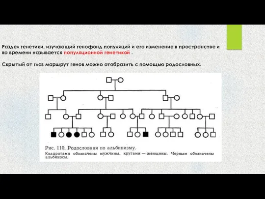 Раздел генетики, изучающий генофонд популяций и его изменение в пространстве