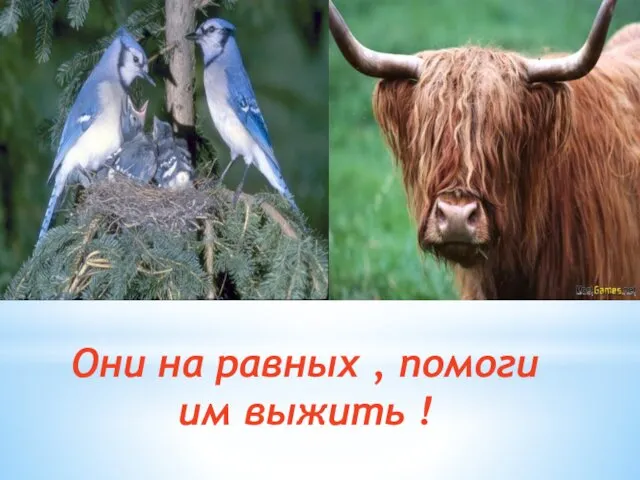 Они на равных , помоги им выжить !