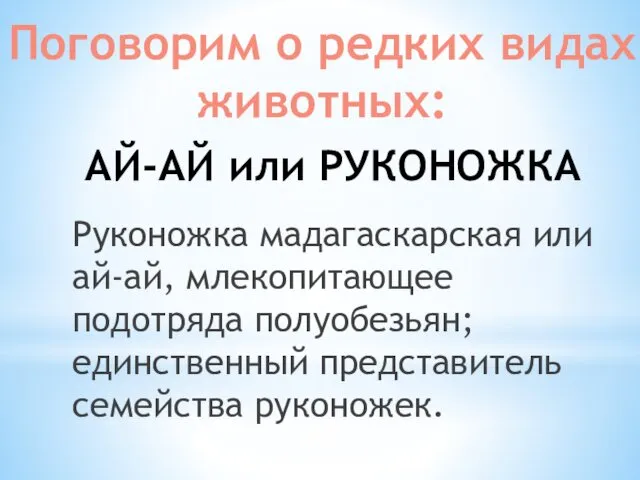 Поговорим о редких видах животных: АЙ-АЙ или РУКОНОЖКА Руконожка мадагаскарская