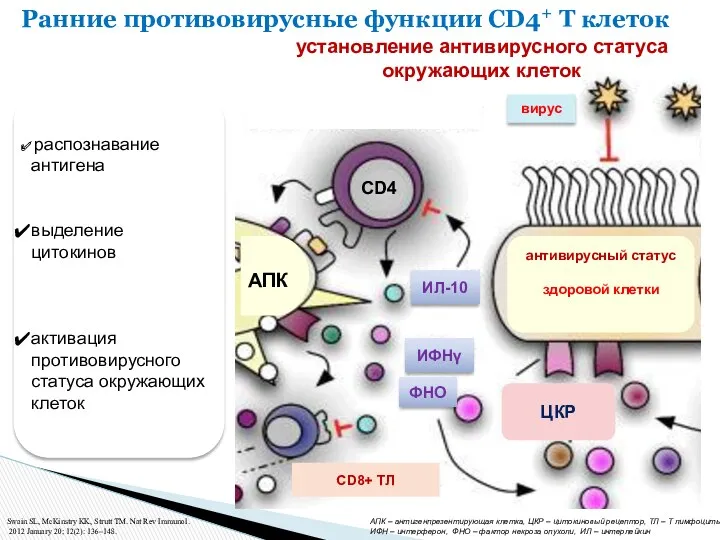 Ранние противовирусные функции CD4+ T клеток установление антивирусного статуса окружающих