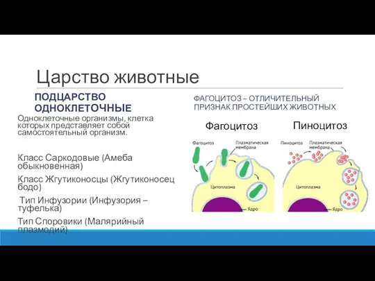 Царство животные ПОДЦАРСТВО ОДНОКЛЕТОЧНЫЕ Одноклеточные организмы, клетка которых представляет собой