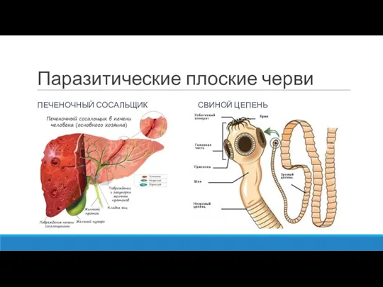 Паразитические плоские черви ПЕЧЕНОЧНЫЙ СОСАЛЬЩИК СВИНОЙ ЦЕПЕНЬ