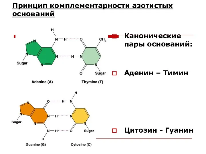 Принцип комплементарности азотистых оснований Канонические пары оснований: Аденин – Тимин Цитозин - Гуанин