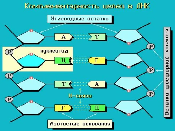 Соединение нуклеотидов