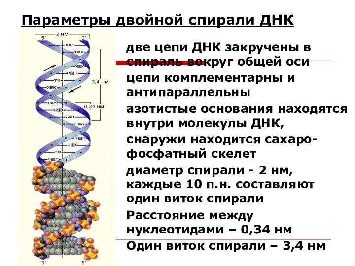 Параметры двойной спирали ДНК две цепи ДНК закручены в спираль