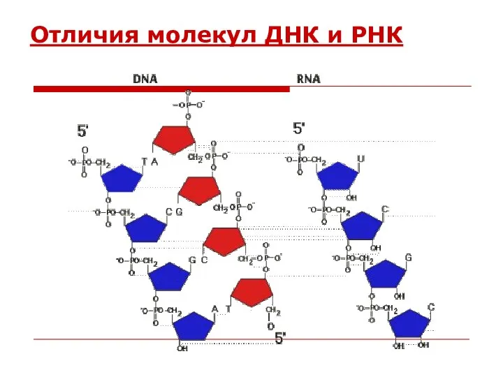 Отличия молекул ДНК и РНК