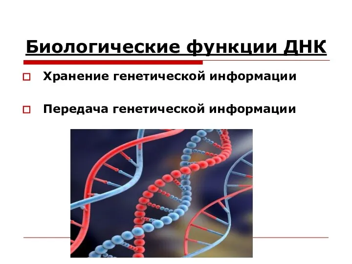 Биологические функции ДНК Хранение генетической информации Передача генетической информации