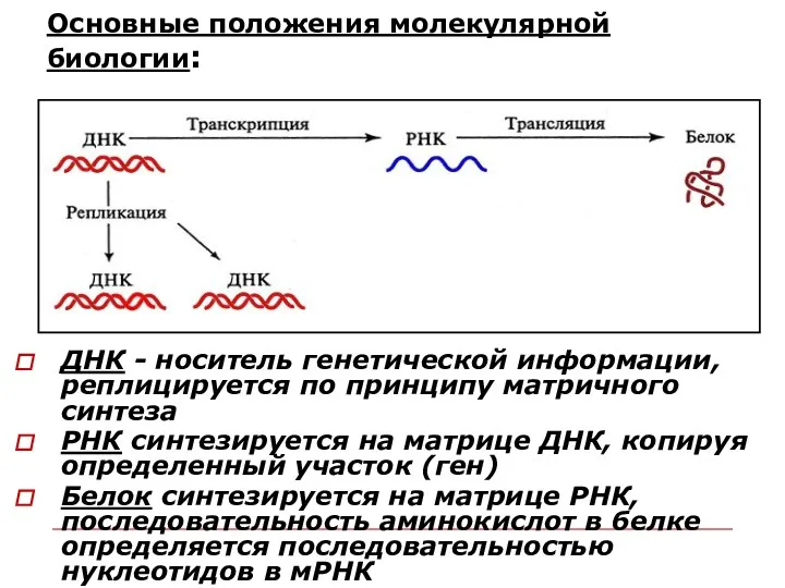 Основные положения молекулярной биологии: ДНК - носитель генетической информации, реплицируется