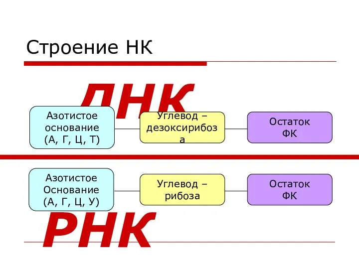 Строение НК Углевод – рибоза Азотистое Основание (А, Г, Ц,