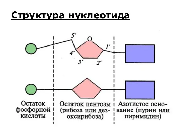 Структура нуклеотида