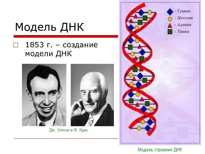 Модель ДНК 1853 г. – создание модели ДНК