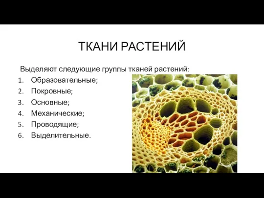 ТКАНИ РАСТЕНИЙ Выделяют следующие группы тканей растений: Образовательные; Покровные; Основные; Механические; Проводящие; Выделительные.