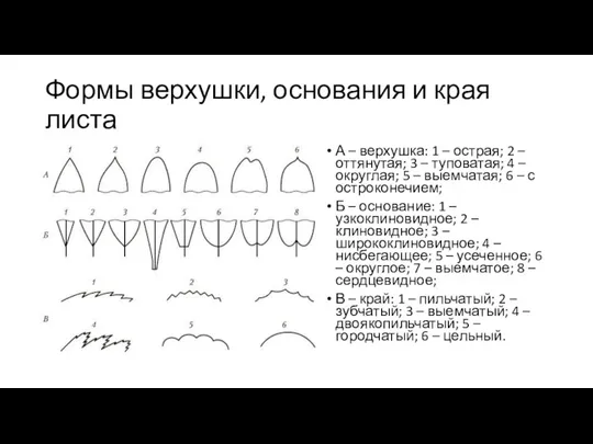 Формы верхушки, основания и края листа А – верхушка: 1