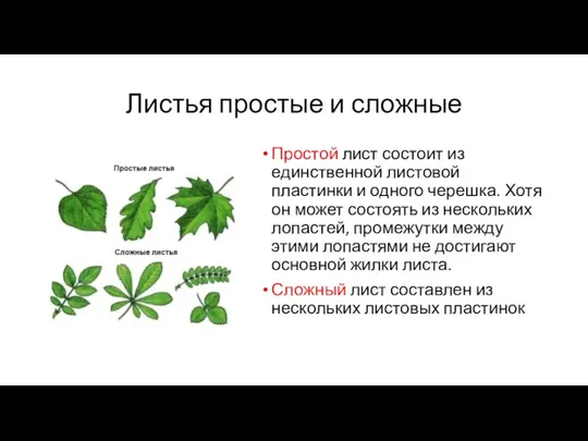 Листья простые и сложные Простой лист состоит из единственной листовой