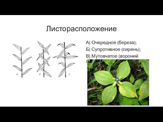 Листорасположение А) Очередное (береза); Б) Супротивное (сирень); В) Мутовчатое (вороний глаз).