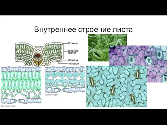 Внутреннее строение листа