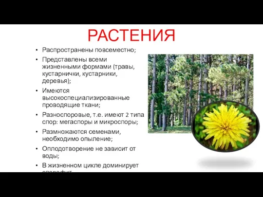 СЕМЕННЫЕ РАСТЕНИЯ Распространены повсеместно; Представлены всеми жизненными формами (травы, кустарнички,