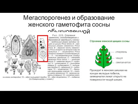 Мегаспорогенез и образование женского гаметофита сосны обыкновенной Развитие семязачатка и