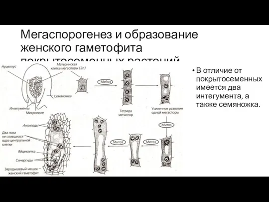 Мегаспорогенез и образование женского гаметофита покрытосеменных растений В отличие от