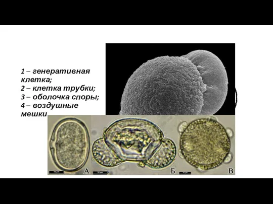 1 – генеративная клетка; 2 – клетка трубки; 3 – оболочка споры; 4 – воздушные мешки