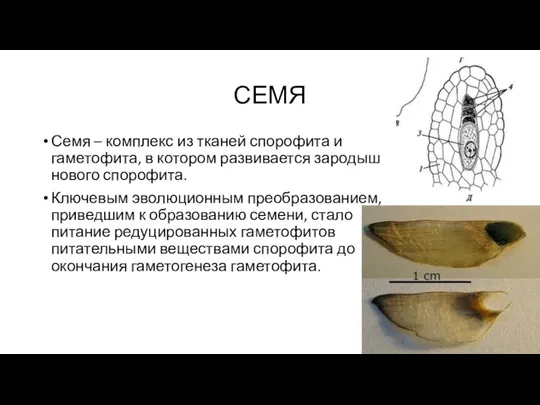 СЕМЯ Семя – комплекс из тканей спорофита и гаметофита, в