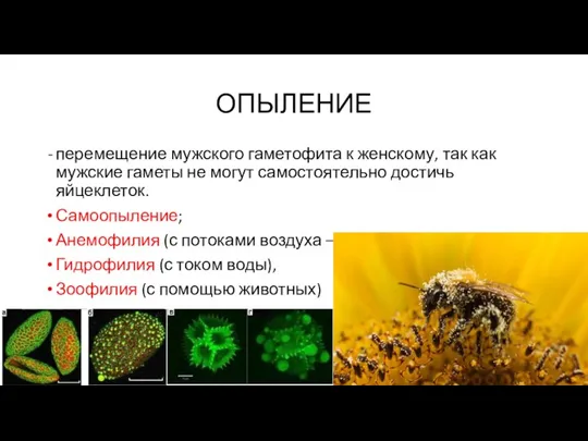 ОПЫЛЕНИЕ перемещение мужского гаметофита к женскому, так как мужские гаметы