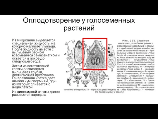 Оплодотворение у голосеменных растений Из микропиле выделяется специальная жидкость, на