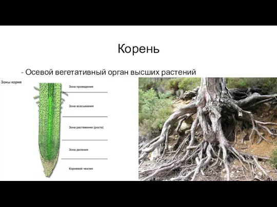 Корень - Осевой вегетативный орган высших растений