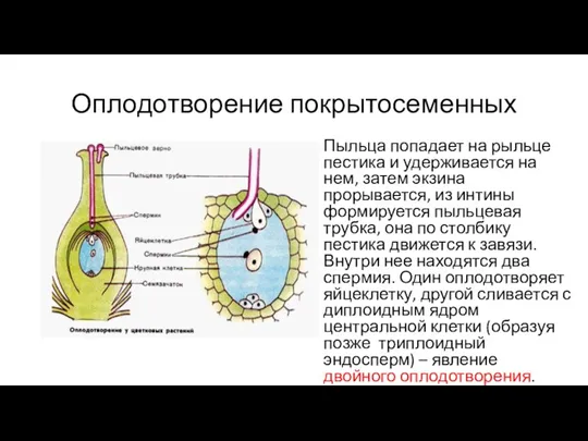 Оплодотворение покрытосеменных Пыльца попадает на рыльце пестика и удерживается на