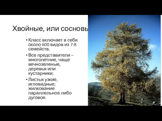 Хвойные, или сосновые Класс включает в себя около 600 видов