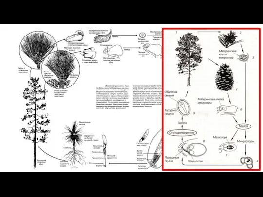 Жизненный цикл сосны обыкновенной
