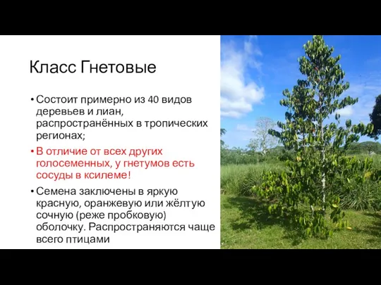 Класс Гнетовые Состоит примерно из 40 видов деревьев и лиан,