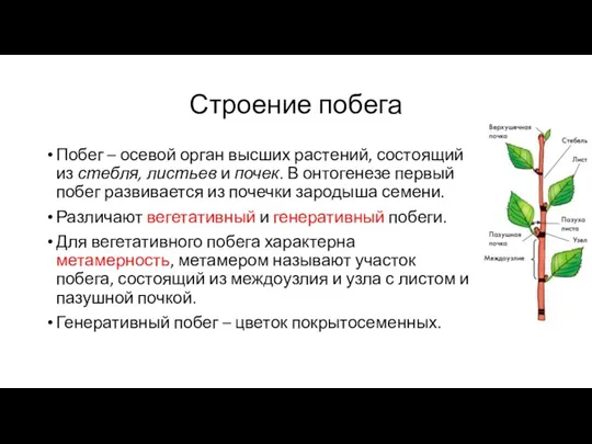 Строение побега Побег – осевой орган высших растений, состоящий из