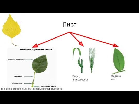 Лист Внешнее строение листа на примере черешкового листа Лист с влагалищем Сидячий лист