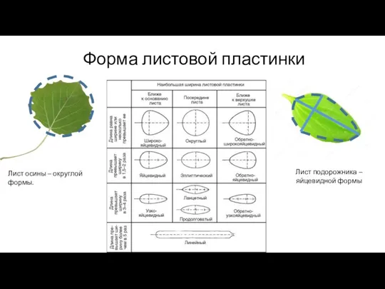 Форма листовой пластинки Лист осины – округлой формы. Лист подорожника – яйцевидной формы