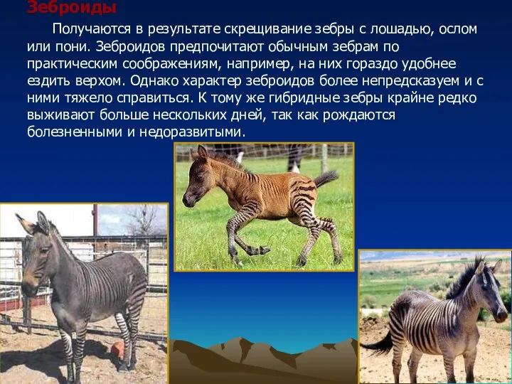 Зеброиды Получаются в результате скрещивание зебры с лошадью, ослом или