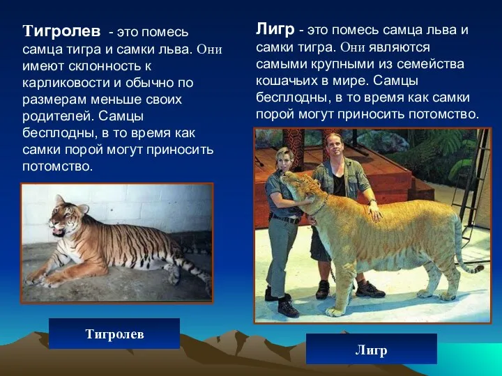 Лигр - это помесь самца льва и самки тигра. Они
