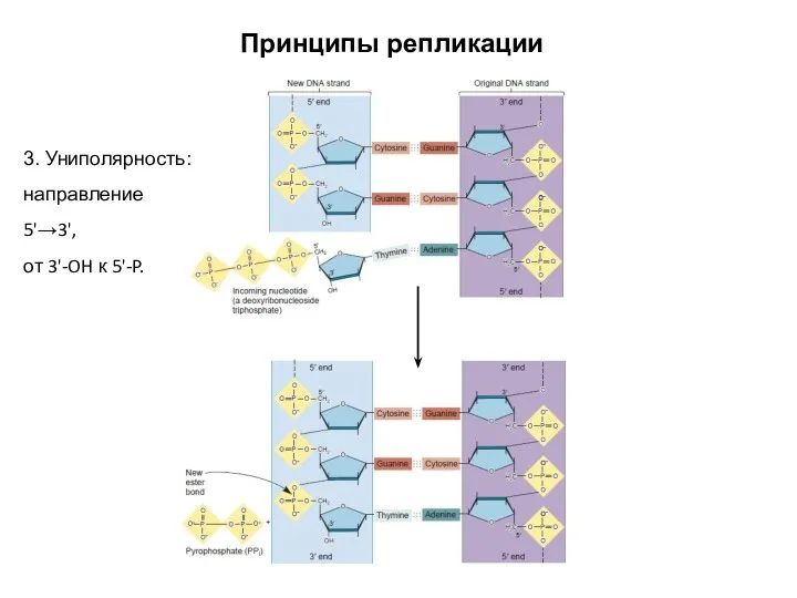 Принципы репликации 3. Униполярность: направление 5'→3', от 3'-OH к 5'-P.