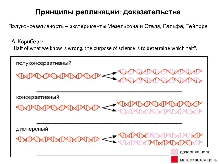 Принципы репликации: доказательства Полуконсевативность – эксперименты Мезельсона и Сталя, Ральфа,