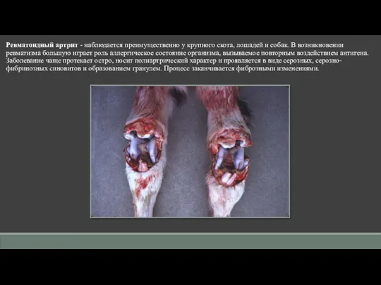 Ревматоидный артрит - наблюдается преимущественно у крупного скота, лошадей и собак. В возникновении