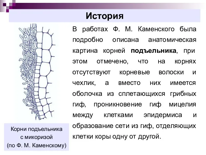 История В работах Ф. М. Каменского была подробно описана анатомическая