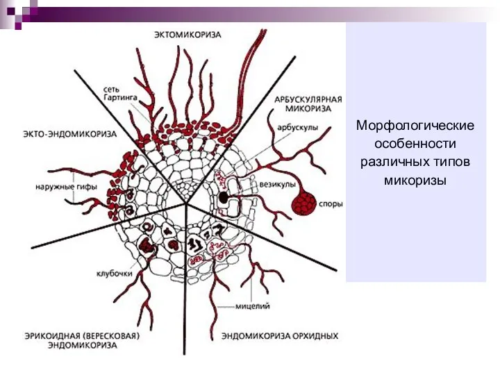Морфологические особенности различных типов микоризы