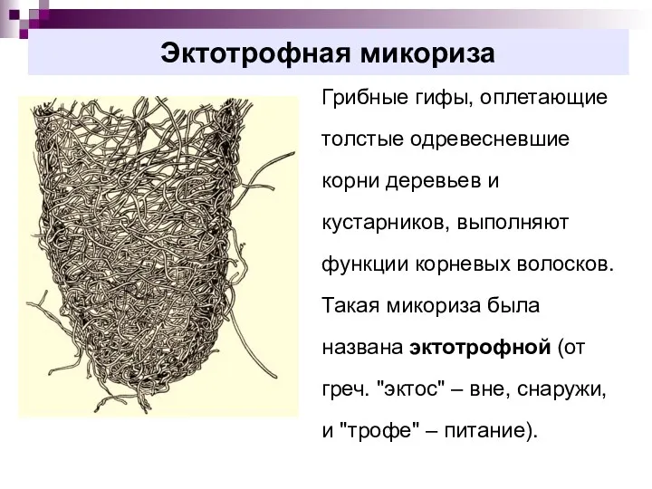 Эктотрофная микориза Грибные гифы, оплетающие толстые одревесневшие корни деревьев и