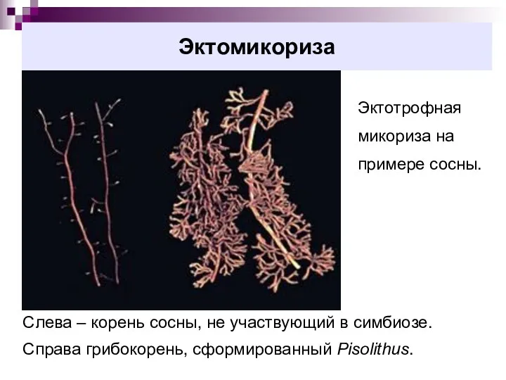 Эктомикориза Эктотрофная микориза на примере сосны. Слева – корень сосны,