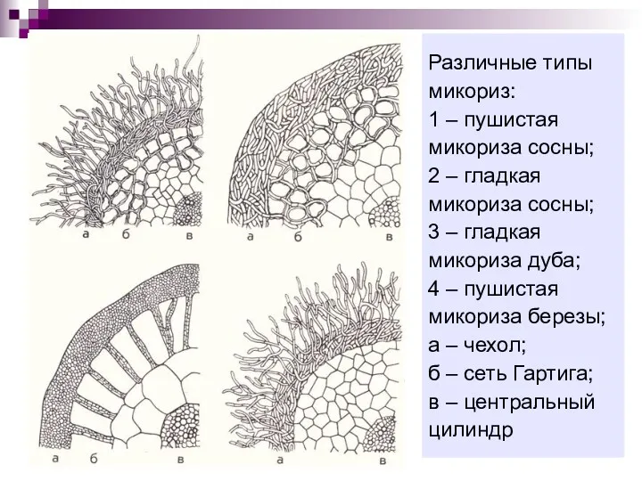 Различные типы микориз: 1 – пушистая микориза сосны; 2 –